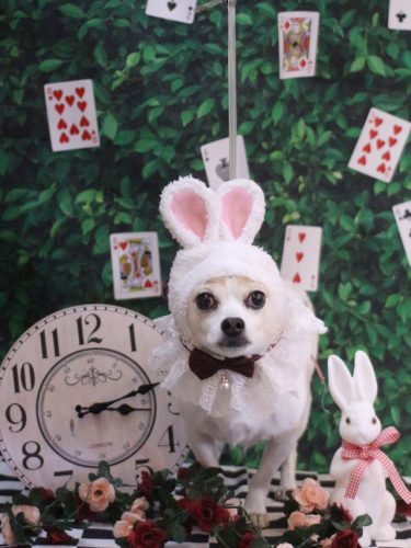 20250426うにちゃん